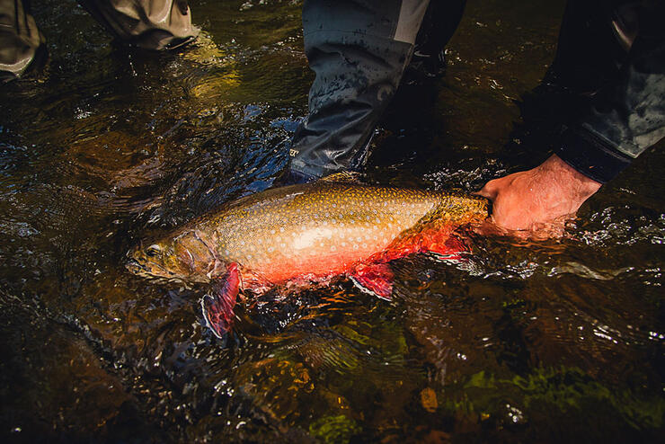brook-trout-ontario-3